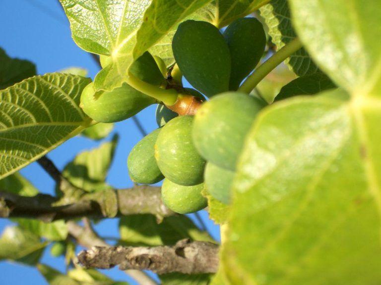 Imagery of the Fig Tree